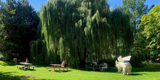 Wiese im Sommer vor der EF 50