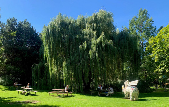 Wiese im Sommer vor der EF 50